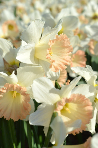 The DutchGrown Blog The DutchGrown Blog