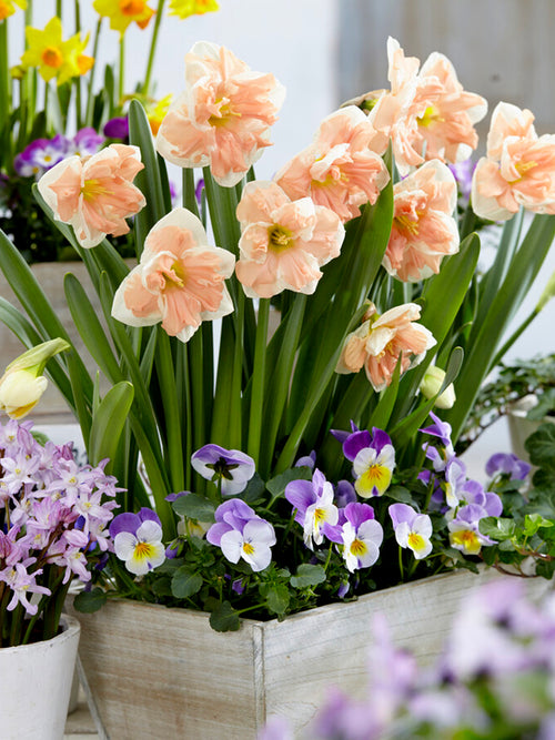 Påsklilja Aprikos Whirl | Blomsterlökar från DutchGrown™