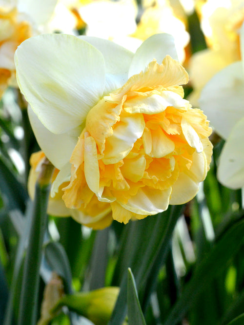 Köp Påsklilja Art Design | Blomsterlökar från DutchGrown™