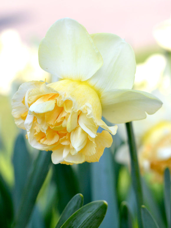 Påsklilja Art Design | Blomsterlökar från DutchGrown™