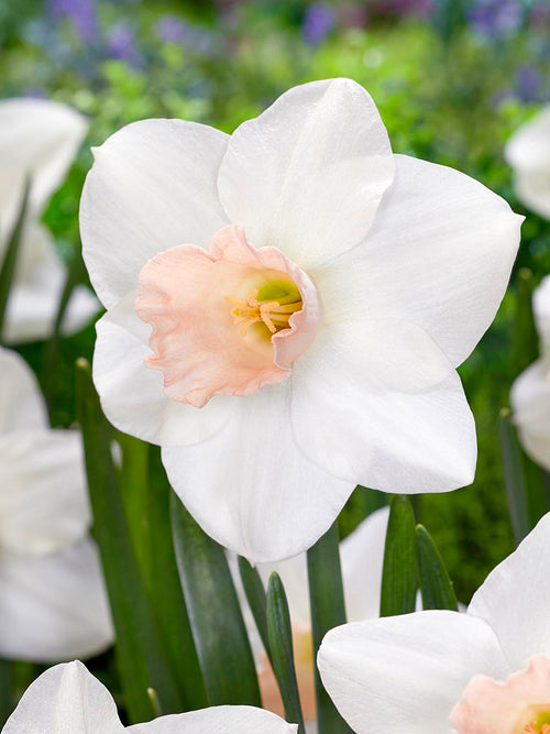 Påsklilja Blushing Belle vit och rosa