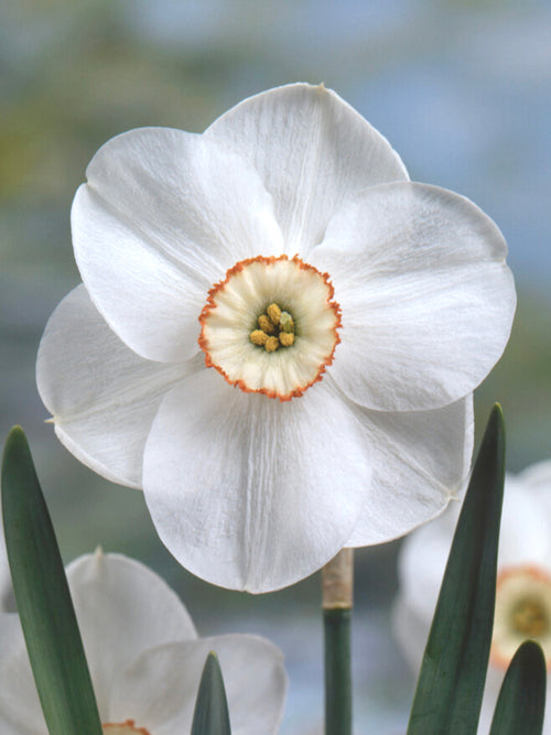 Köp Påsklilja Dreamlight