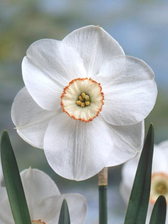 Köp Påsklilja Dreamlight