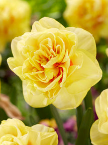 Påsklilja English Style