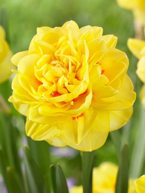 Köp Påskilja English Style blomlökar från Holland