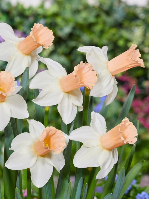 Snittblommor av Narciss ‘Llanfair’ arrangerade i vas