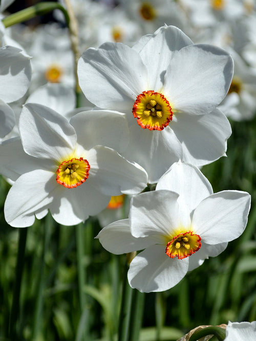 Påsklilja Pheasant's Eye | Blomsterlökar från DutchGrown™