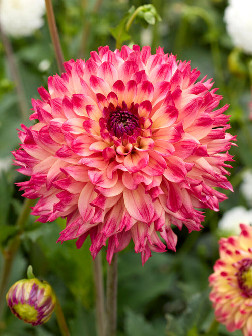 Dahlia Aiyana med aprikosrosa fransade blommor