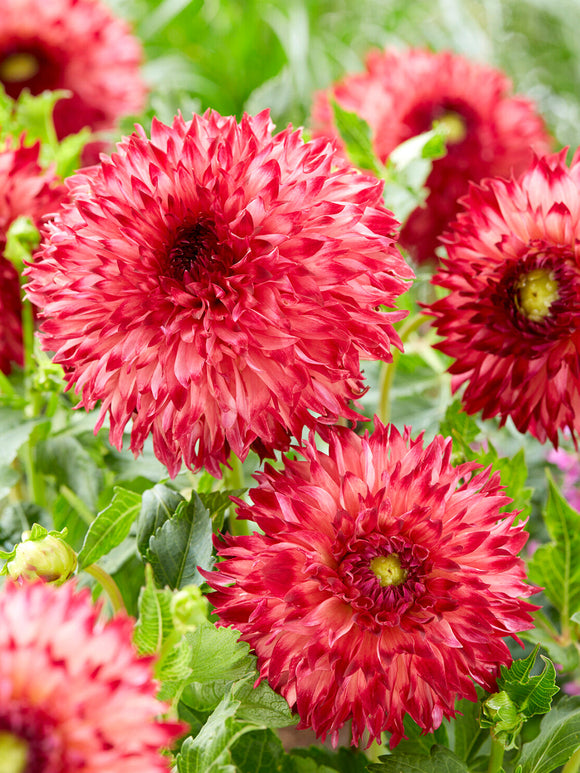 Dahlia Aiyana i romantisk sommarplantering