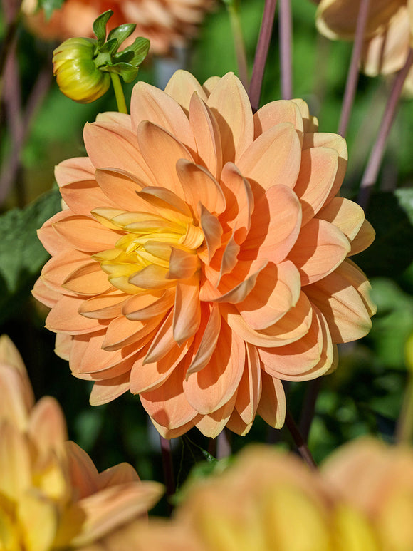 Dahlia Aladdin’s Lamp med gyllengula blommor