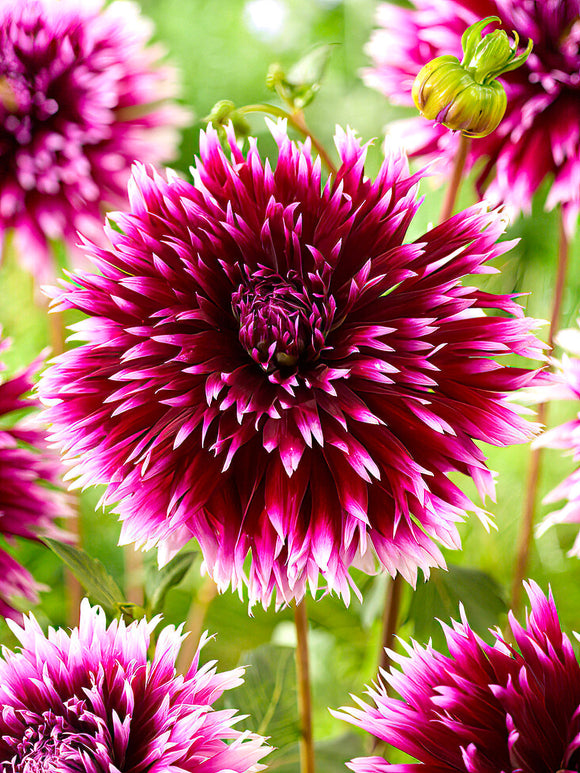 Kaktusdahlia ‘Alauna Clair-Obscur’ i full blom