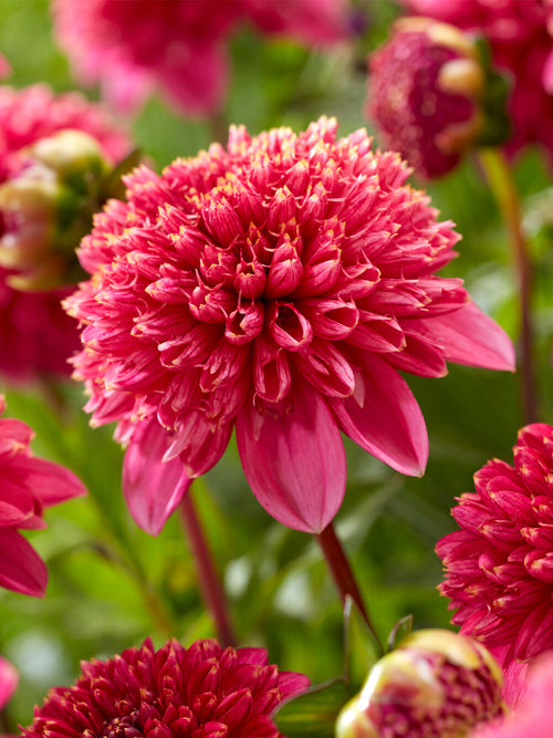Dahlia Alyshia med snäckrosa anemonblommor