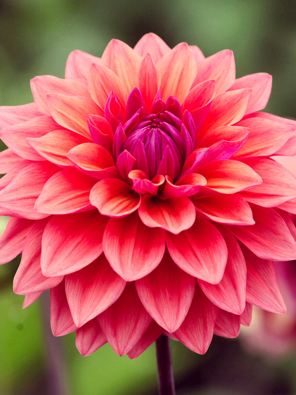 Dahlia American Dawn med plommonfärgade blommor