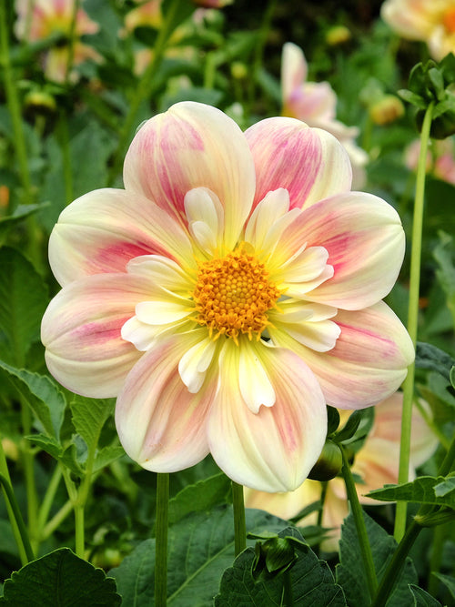 Närbild av Dahlia April Heathers dekorativa blomcentrum