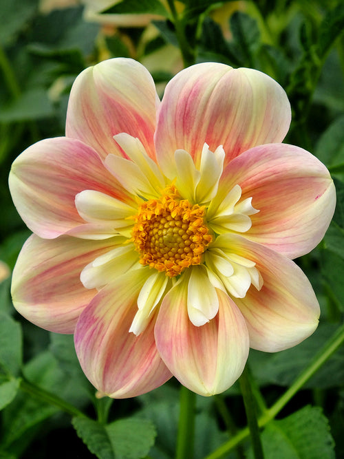 Dahlia April Heather med aprikosrosa blommor