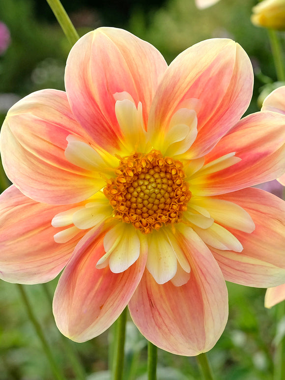 Dahlia April Heather i romantisk sommarplantering