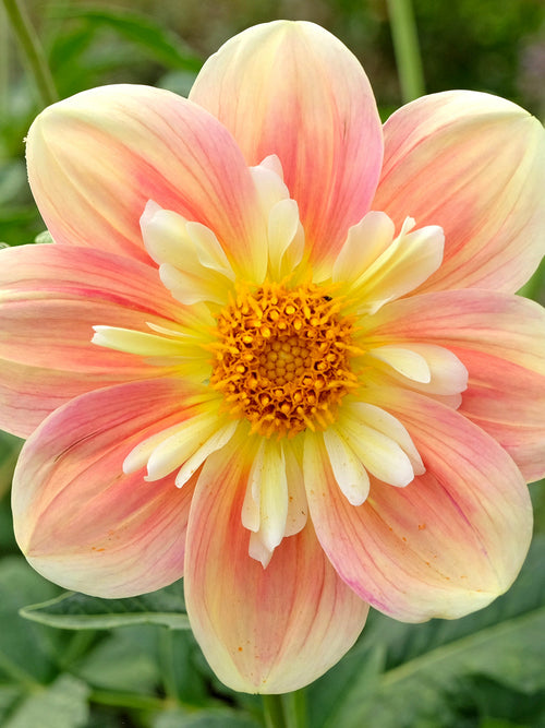 Anemondahlia April Heather i mjuka pastelltoner