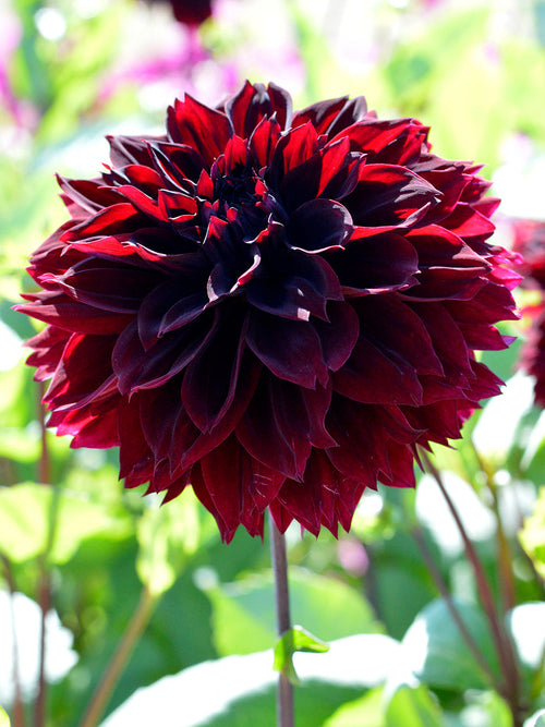 Dahlia Arabian Night, dahliaknölar