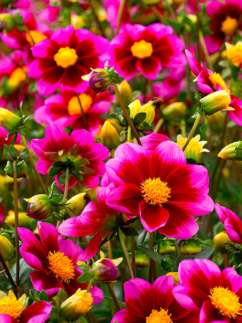 Närbild av Dahlia ‘Bashful’ i full blom