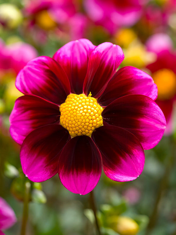 Dahlia Bashful