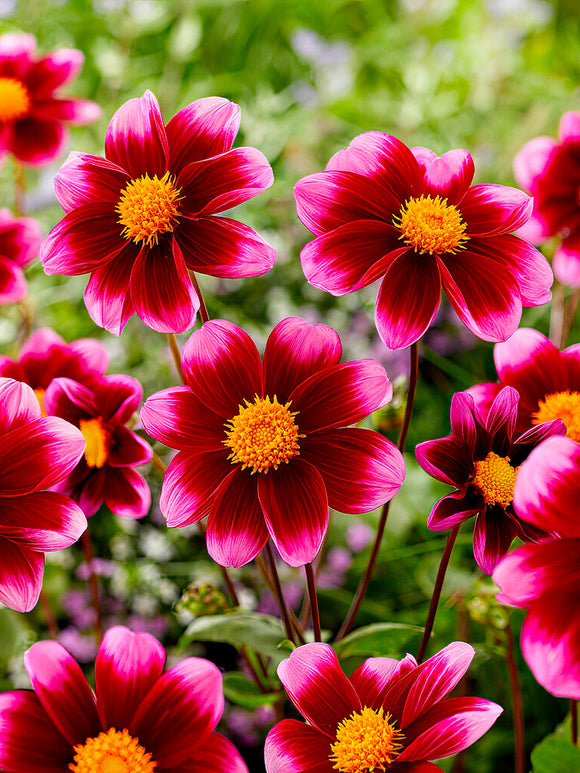 Single-dahlia ‘Bashful’ i rabatt