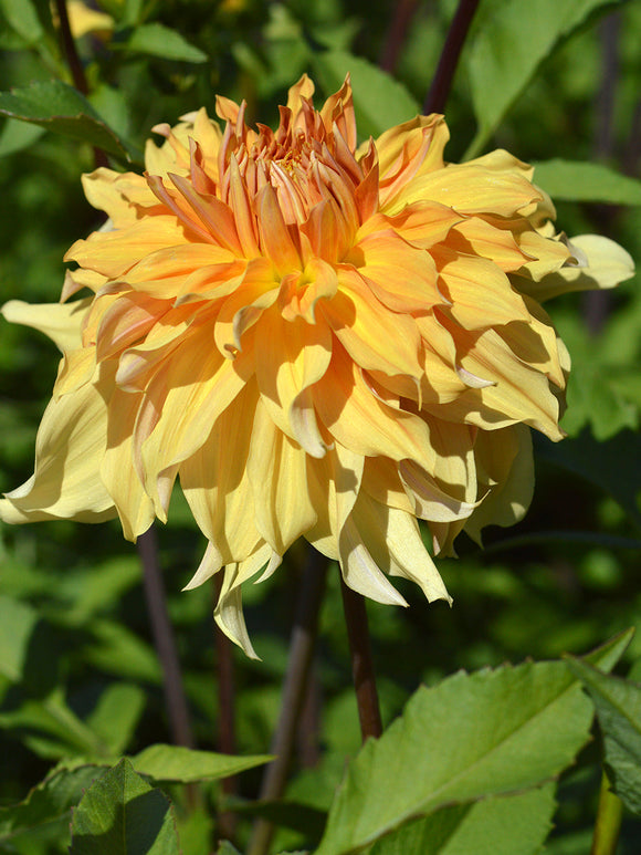 Dahlia Big Brother