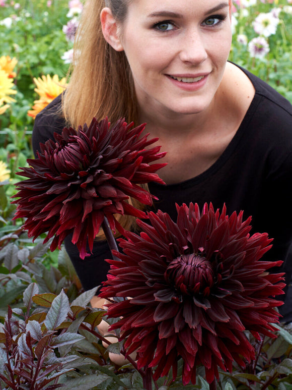 Kaktusdahlia Black Jack i full blom
