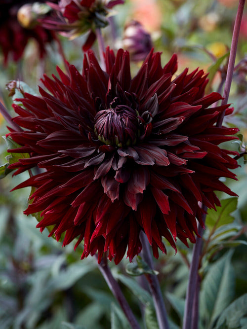 Dahlia Black Jack med mörkt vinröda blommor