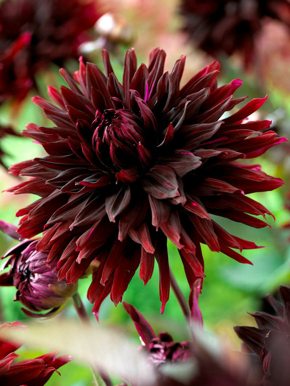Dahlia Black Jack tillsammans med ljusa blommor