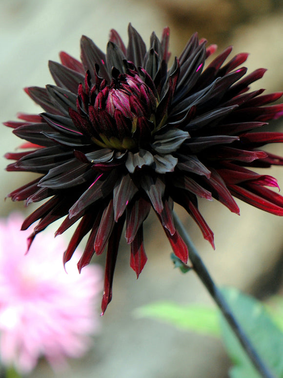 Närbild av Dahlia Black Jacks spetsiga kronblad