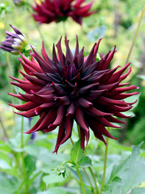 Kaktusdahlia Black Narcissus i trädgårdsrabatt