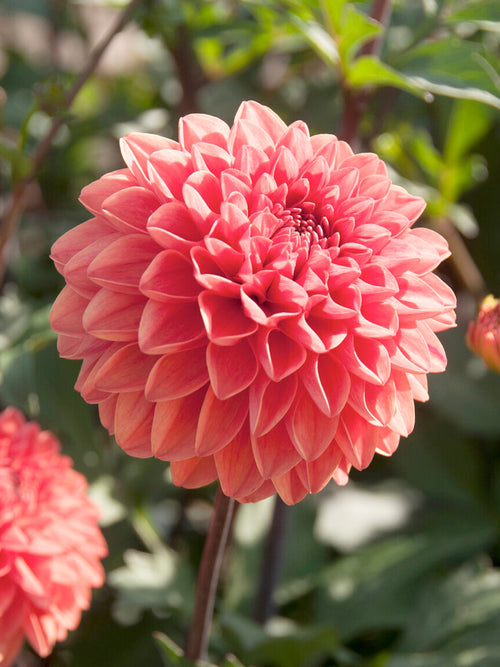 Dahlia ‘Blitzer’ i orange-röda nyanser