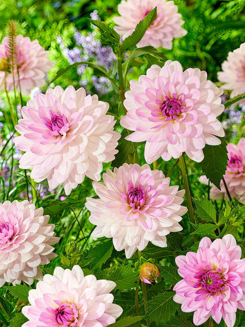 Dinnerplate-dahlia ‘Blush Mirage’ i full blom