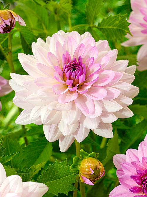 Dahlia ‘Blush Mirage’ i rosa, kräm och lila