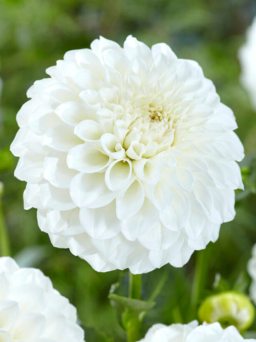 Dahlia Boom Boom White | DutchGrown™ Sverige
