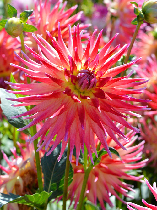 Frigoulet Dahlia Bora Bora