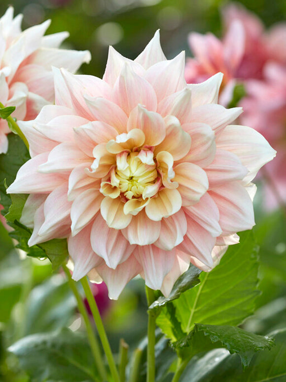 Tallriksdahlia Break Out