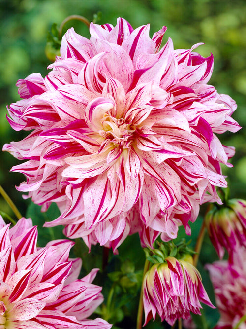Dahlia Bristol Stripe | DutchGrown™ Sverige