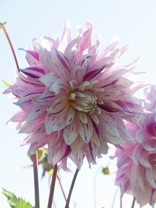 Vårplantering Dahlia Bristol Stripe