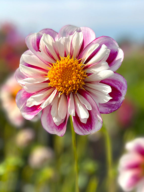 dahliaknölar Bumble Rumble