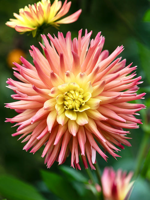 Närbild på Dahlia Cabana Banana kronblad