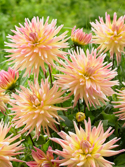 Semikaktusdahlia Cabana Banana i blom