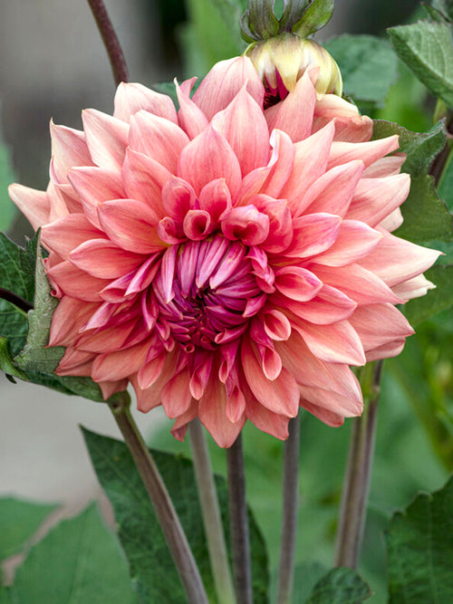 Vårplantering Dahlia Cafe au Lait Royal