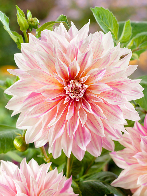 Dahlia Cafe au Lait Twist | DutchGrown™ Sverige