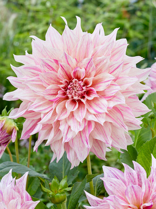 Tallriksdahlia Cafe au Lait Twist
