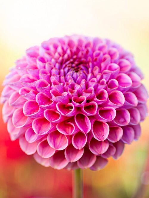 Dahlia Caitlin's Joy är en förtrollande bollformad dahlia