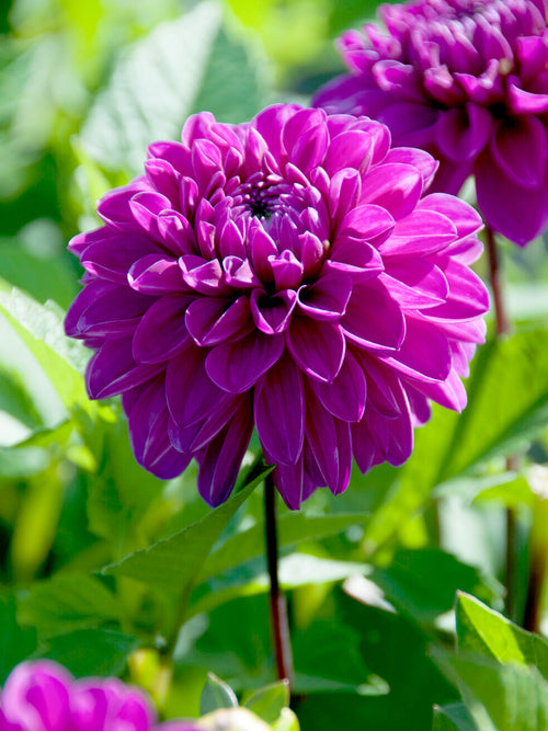 Dahlia ‘Cartouche’ i magenta-lila nyanser
