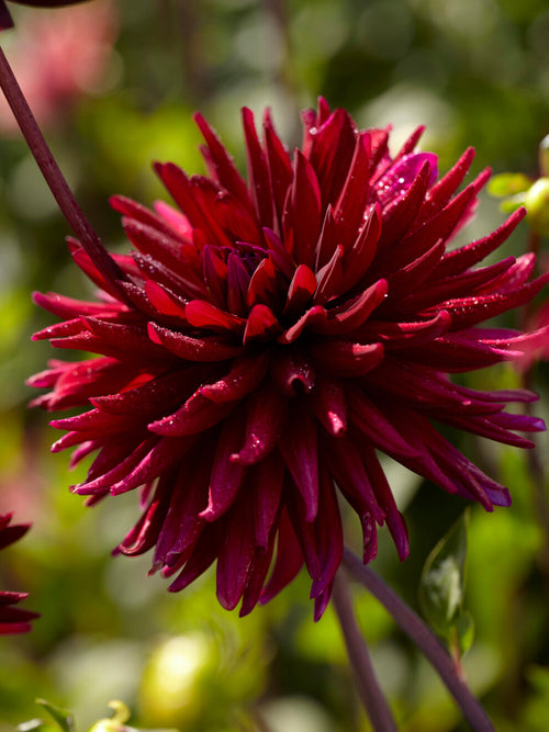 Dahlia Chat Noir med mörka burgundy kronblad