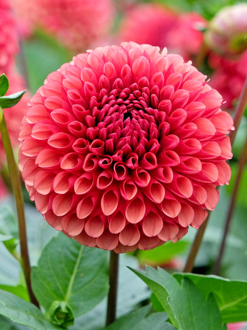 Närbild av bollformad dahlia ‘Copper Boy’