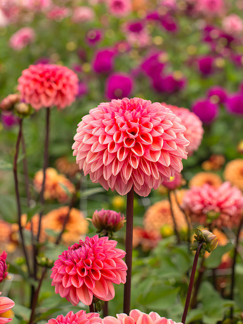 Dahlia ‘Daisy Duke’ korallrosa centrum